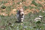 FOX TERRIER 140